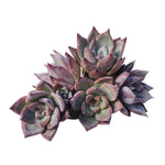 Echeveria Black Sabbath, Small, Single Rosettes (Random)