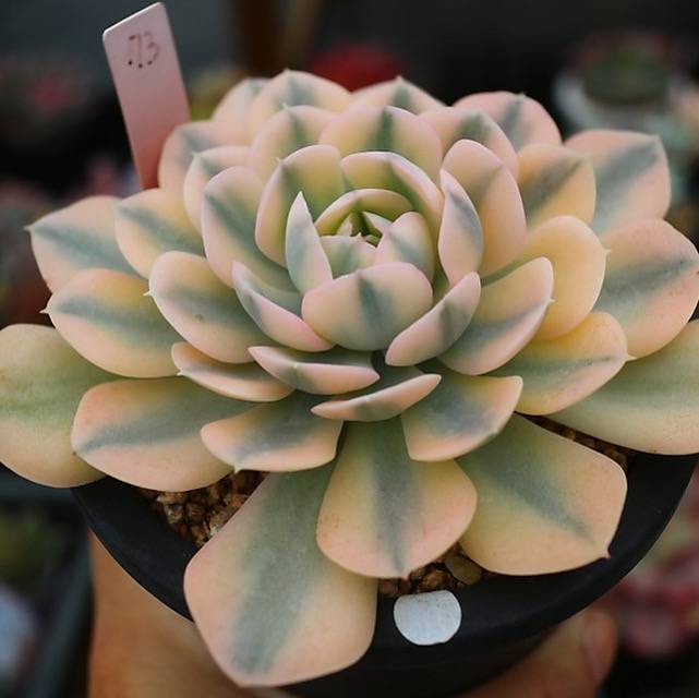 Echeveria Akaihosi, Variegata