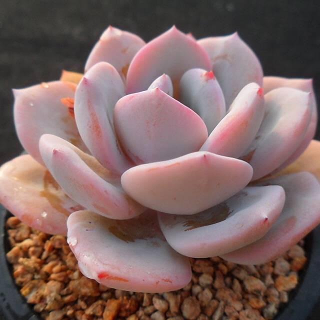 PRESALE Echeveria Cream Tea, (Random)