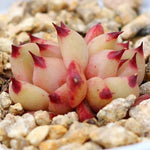 PRESALE Echeveria Honey Pink, Double