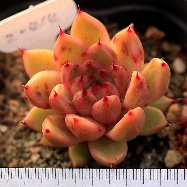 Echeveria Golden Bear Hybrid