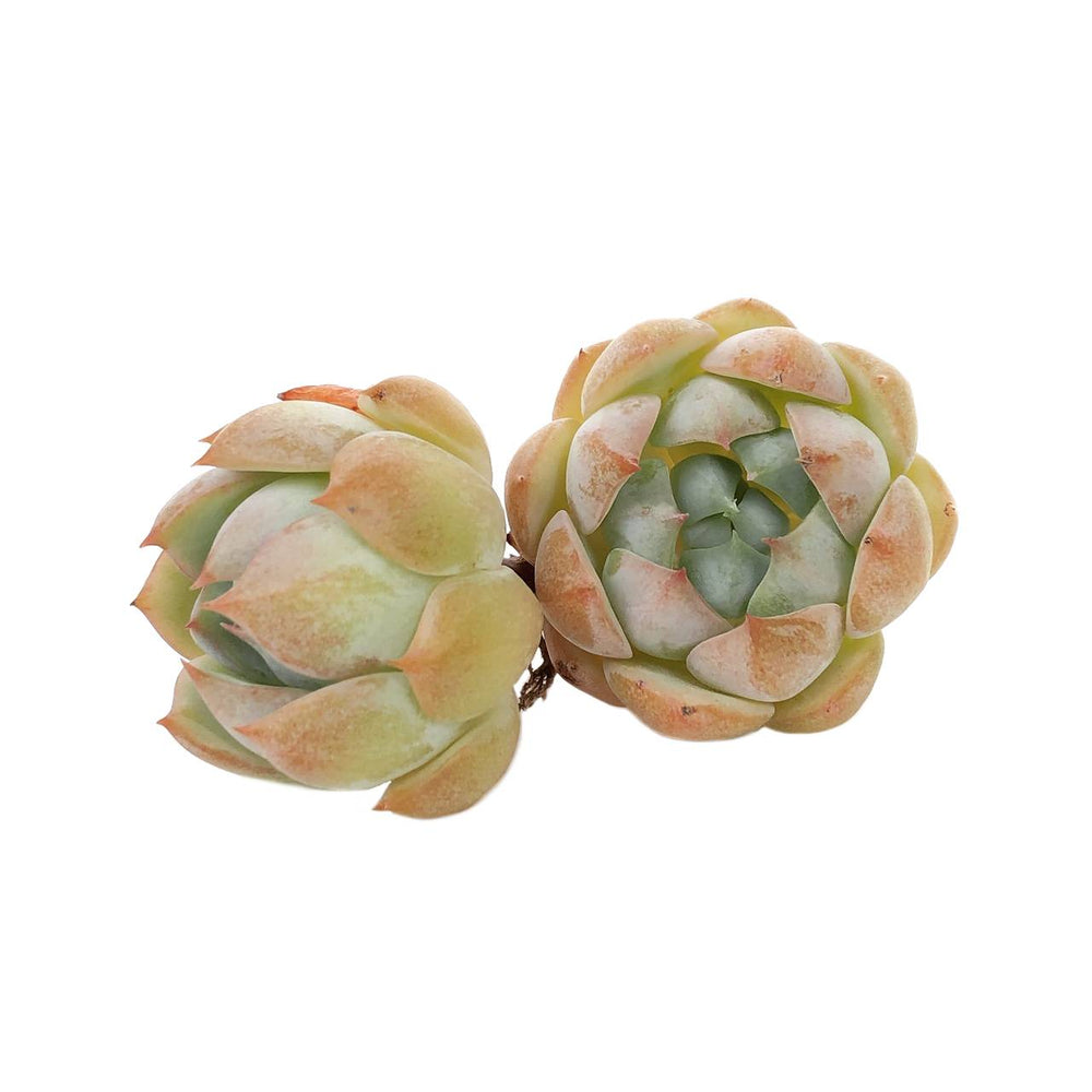 Echeveria Baldi, Random, (Video)