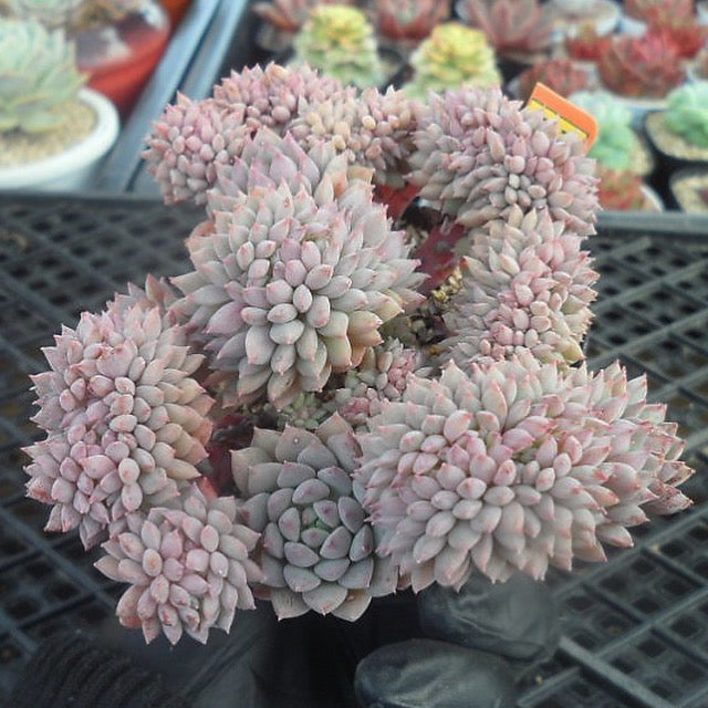 chrissy and ryan succulents Echeveria Chrissy n Ryan, Cristata