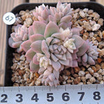 PRESALE Echeveria Prolifica, Variegata, (Random)