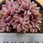 PRESALE Echeveria cv Rezry, (Random)