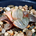 Haworthia Springbokvlakensis, Variegated, (Video)