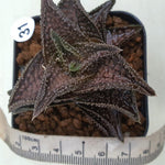 Haworthia Onigawara