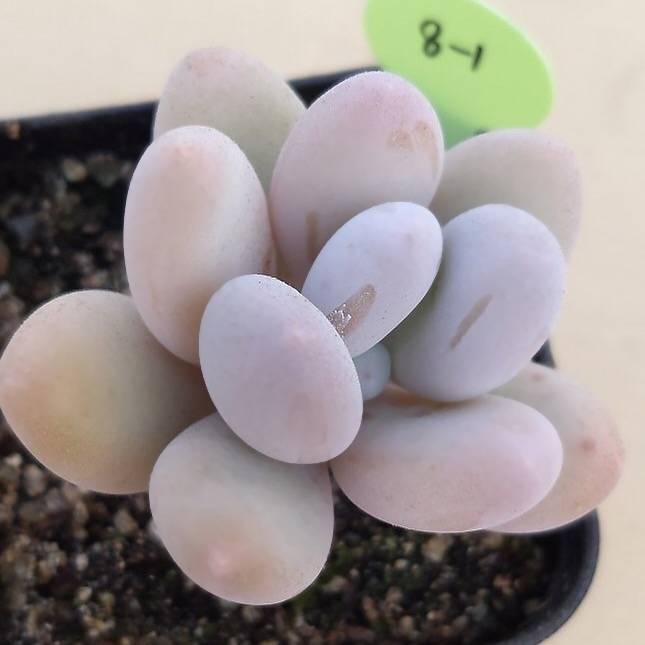 PRESALE Pachyphytum Oveferum cv Momobijin, (Random)