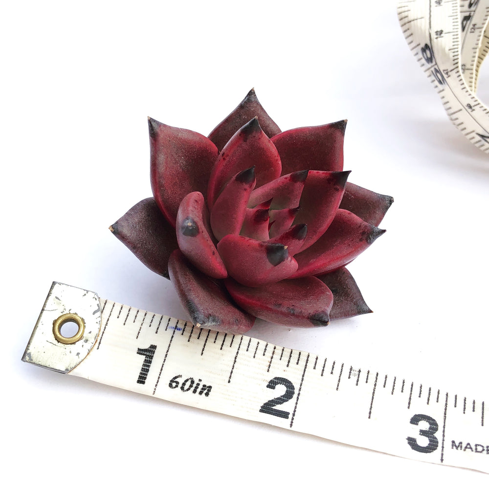 Echeveria Agavoides Ebony