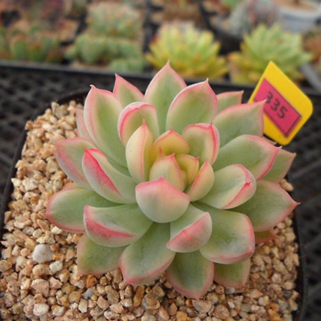 PRESALE Echeveria Mebina, Variegata, (Random)