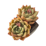 SALE! Echeveria Tell Me