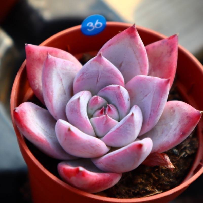 Echeveria Colorata
