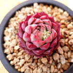 PRESALE Echeveria Charlotte, (Random)