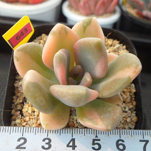 PRESALE Pachyphytum Pachyphytoides, (Not so Random)