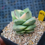 Crassula Moonglow, Variegata