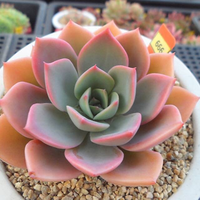 PRESALE Echeveria Tinkerbelle, (Random)