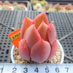 JUST CART!!!   PRESALE Echeveria HAKUHOU Hybrid, (Random)