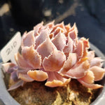 PRESALE Echeveria Shaviana Madre Del Sur, (Random)