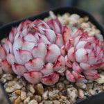 PRESALE Echeveria White Zaragosa, Double, (Not so Random)