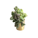 The GOOD, The BAD and The UGLY SALE! Crassula Purple Light