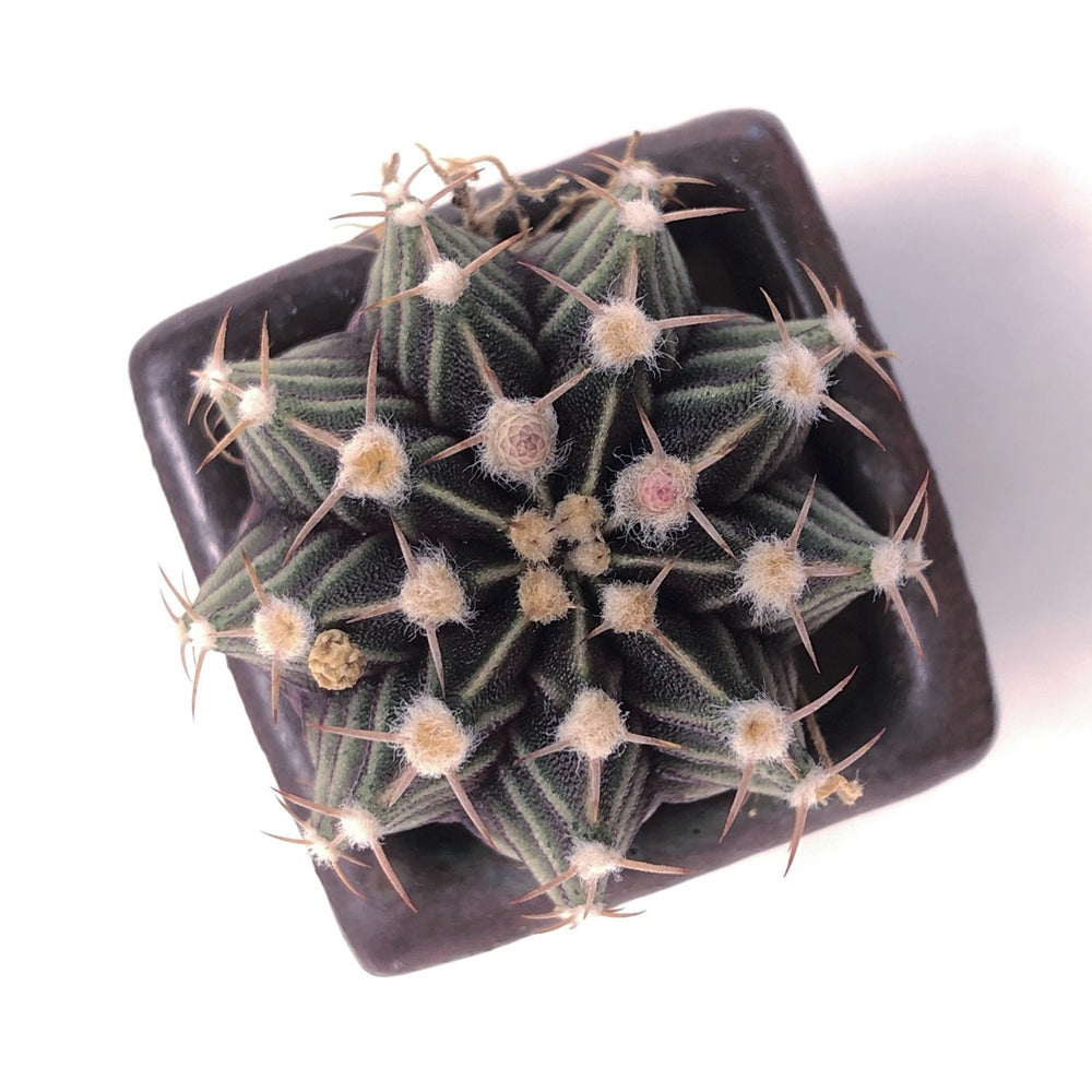 Gymnocalycium Friedrichii