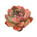 Echeveria Starmark