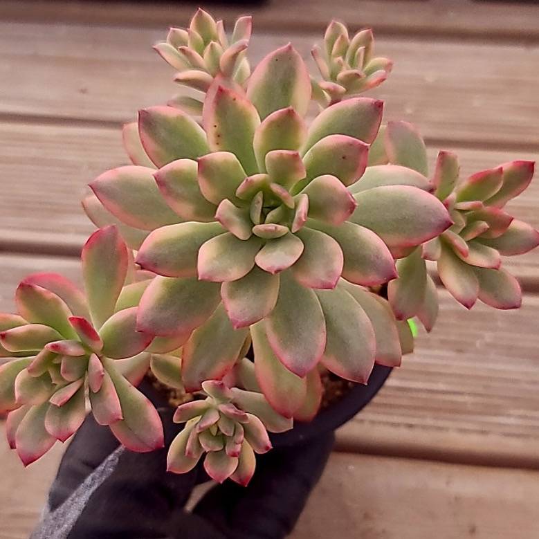 minibelle succulent Echeveria Mini Belle, Variegata