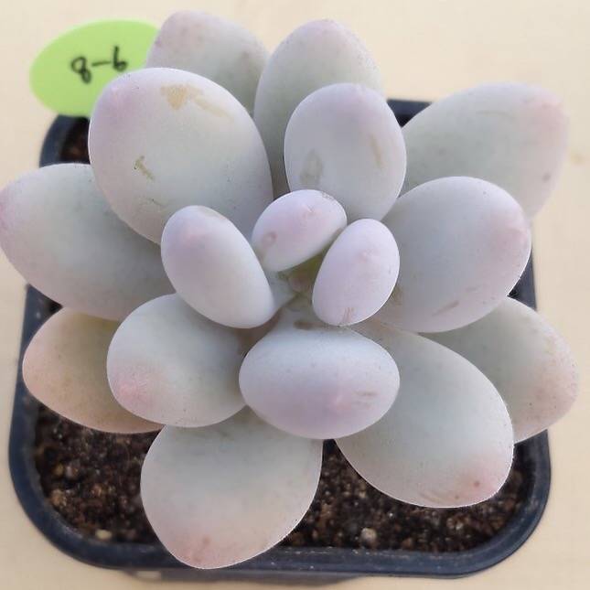 PRESALE Pachyphytum Oveferum cv Momobijin, (Random)