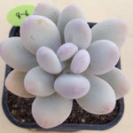 PRESALE Pachyphytum Oveferum cv Momobijin, (Random)