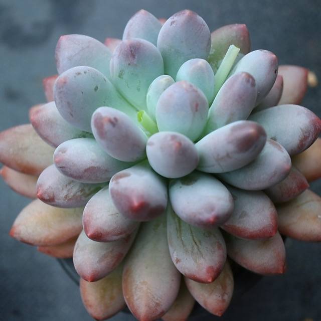 Pachyphytum Frevel