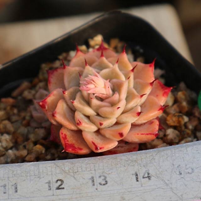 PRESALE  Echeveria Halbingeri, (Random)