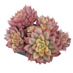 SPECIAL REQUEST- Echeveria Mebina, Variegated Cluster