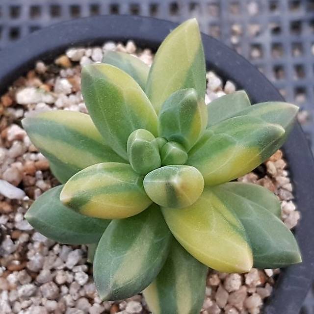 pachyphytum compactum succulent Pachyphytum Compactum, Variegata
