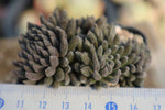 PRESALE Sinocrassula Yunnanensis, (Random)