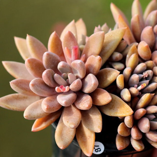 (RESERVED) Echeveria Sugar Jelly