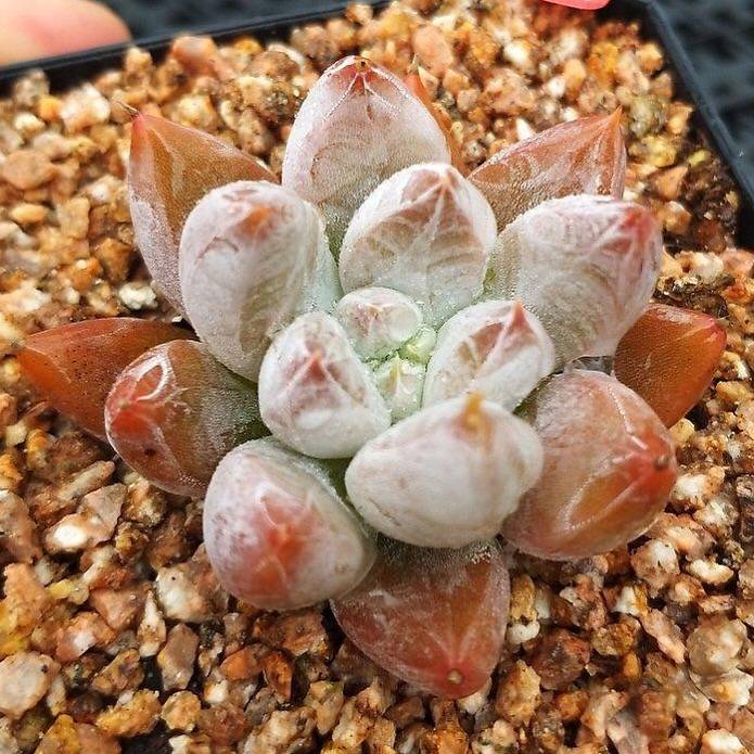 Echeveria Tolimanensis, (Random)