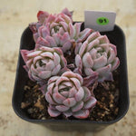 PREVIEW OF MOTHER"S DAY WEEKEND FLASH SALE!  PRESALE Echeveria Violet Queen, (Random)