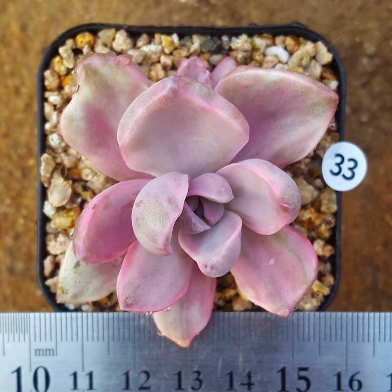 SALE! Graptoveria Gypsy, (Random)