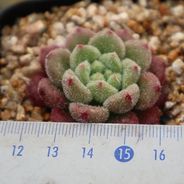 PRESALE Echeveria Carol, (Random)