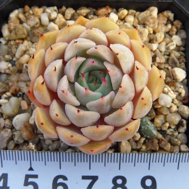 SPECIAL! JUST CART!! PRESALE Echeveria Zaragosa, (Not so Random)