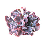 Echeveria Trumpet Pinky, Double