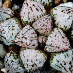 Haworthia Picta 'Pandora,' (Video)