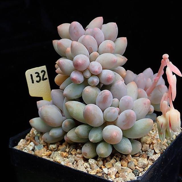 PRESALE Pachyphytum Machucae, (Random)