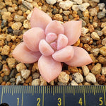 PRESALE Echeveria Arteusa, (Random)