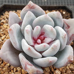 Echeveria Trumso, (Random)