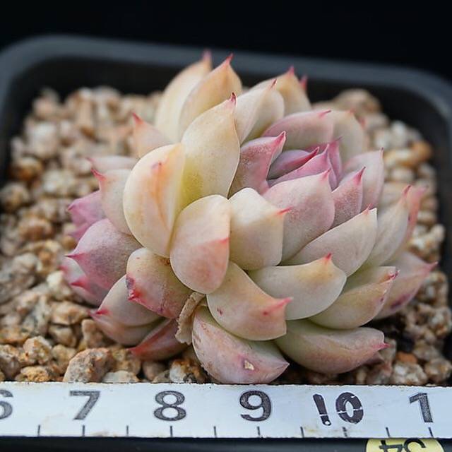 PRESALE Echeveria 'Polite,' (Random)