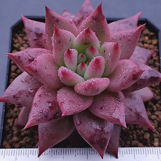 Echeveria Agavoides Sirius, (Not so Random)