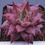 Echeveria Agavoides Sirius, (Not so Random)