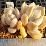 MOTHER'S DAY WEEKEND FLASH SALE! PRESALE Echeveria Tiramisu, (Random)