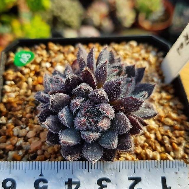 Sale! Echeveria Scorpio